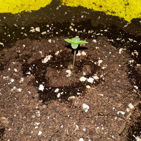 Lemon Haze Auto growlog timeline photo
