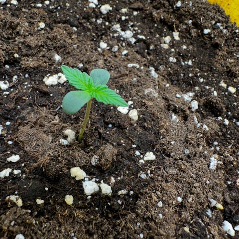 Lemon Haze Auto growlog timeline photo
