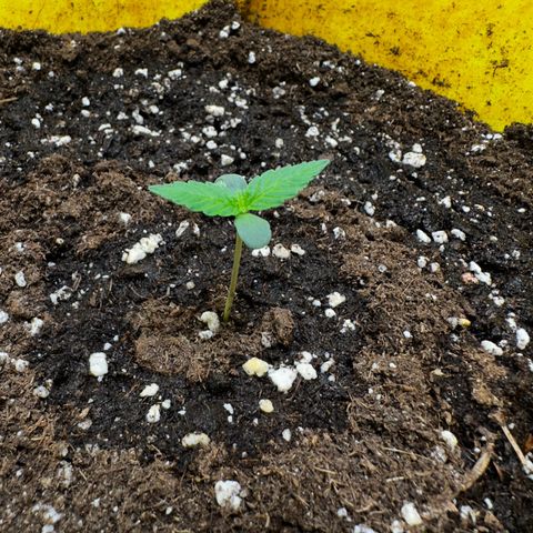 Lemon Haze Auto growlog timeline photo