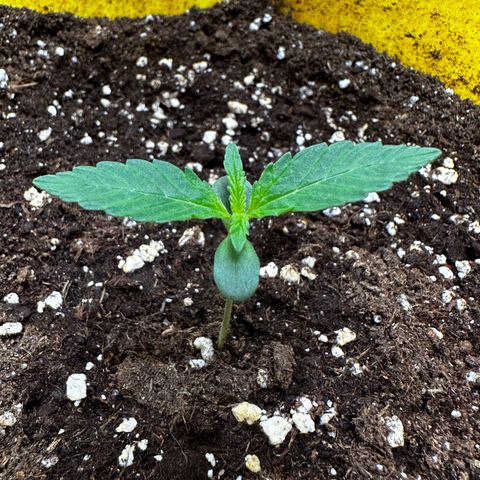Lemon Haze Auto growlog timeline photo