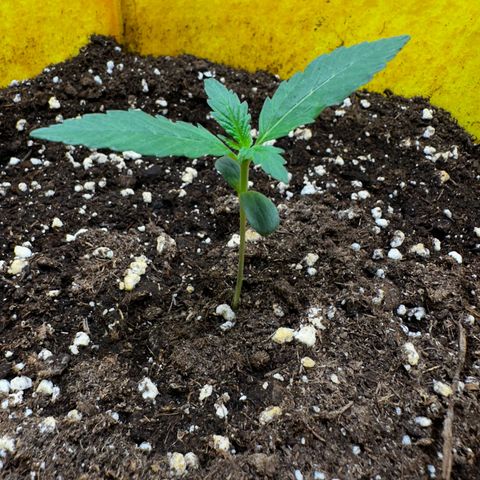 Lemon Haze Auto growlog timeline photo