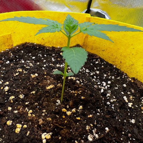 Lemon Haze Auto growlog timeline photo