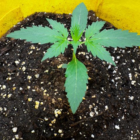 Lemon Haze Auto growlog timeline photo