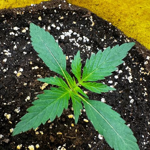 Lemon Haze Auto growlog timeline photo