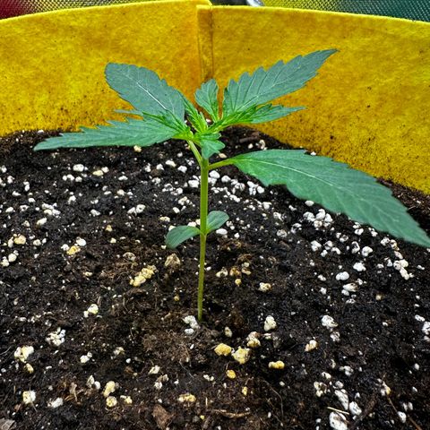 Lemon Haze Auto growlog timeline photo