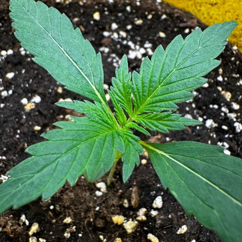 Lemon Haze Auto growlog timeline photo