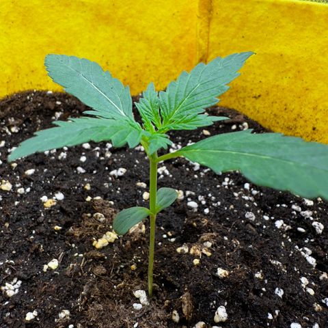 Lemon Haze Auto growlog timeline photo