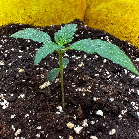 Lemon Haze Auto growlog timeline photo
