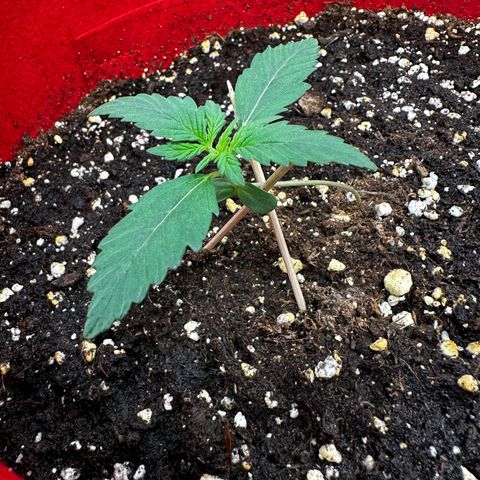 DEVIL CREAM AUTO growlog photo: Pflanze wegen Ventilator erneut umgekippt, erneut mit Zahnstochern gestürzt 