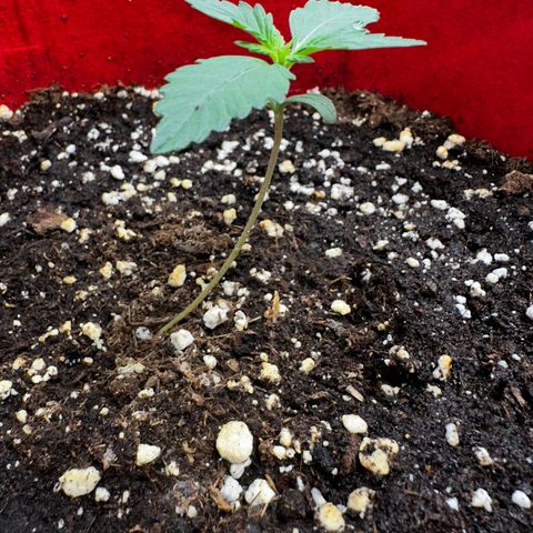 DEVIL CREAM AUTO growlog photo: Pflanze wegen Ventilator erneut umgekippt, erneut mit Zahnstochern gestürzt 
