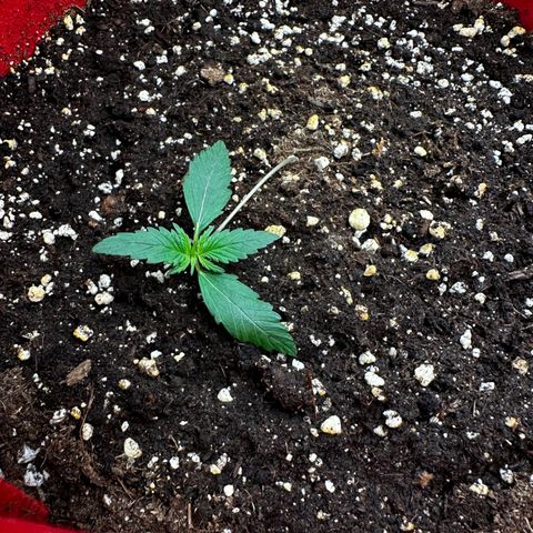 DEVIL CREAM AUTO growlog photo: Pflanze wegen Ventilator erneut umgekippt, erneut mit Zahnstochern gestürzt 