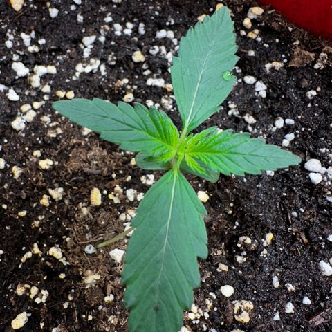 DEVIL CREAM AUTO growlog timeline photo
