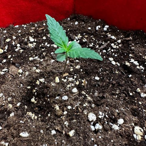 DEVIL CREAM AUTO growlog timeline photo