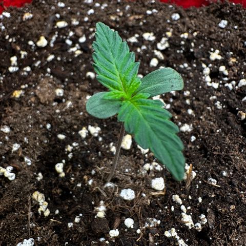 DEVIL CREAM AUTO growlog timeline photo