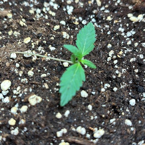 DEVIL CREAM AUTO growlog photo: Wegen versehentlichen bedeuten der Pflanze ist sie leider umgefallen, mit Zahnstochern stabilisiert 