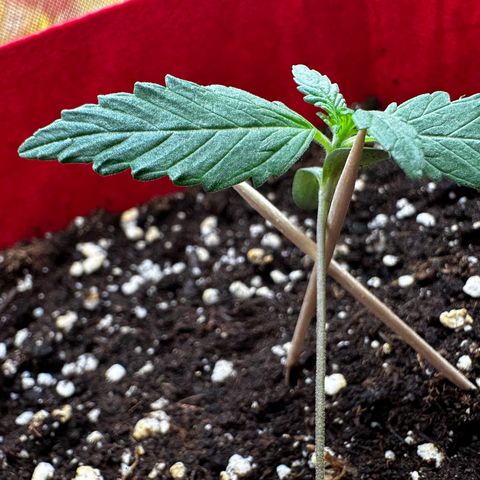 DEVIL CREAM AUTO growlog photo: Wegen versehentlichen bedeuten der Pflanze ist sie leider umgefallen, mit Zahnstochern stabilisiert 