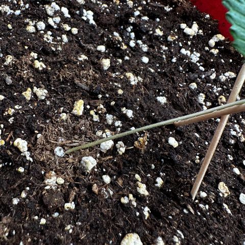 DEVIL CREAM AUTO growlog photo: Wegen versehentlichen bedeuten der Pflanze ist sie leider umgefallen, mit Zahnstochern stabilisiert 