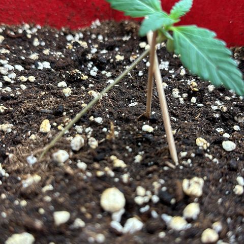 DEVIL CREAM AUTO growlog photo: Wegen versehentlichen bedeuten der Pflanze ist sie leider umgefallen, mit Zahnstochern stabilisiert 