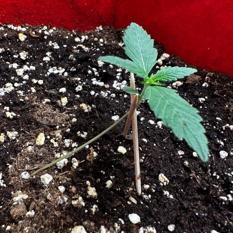 DEVIL CREAM AUTO growlog timeline photo