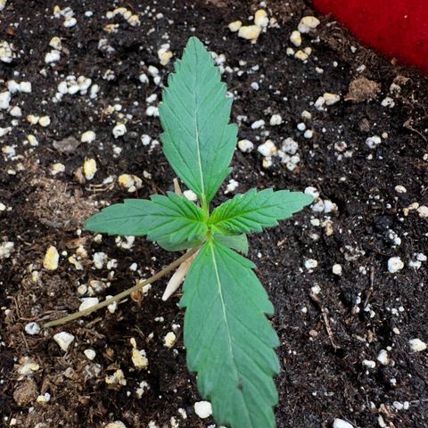 DEVIL CREAM AUTO growlog timeline photo