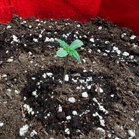 DEVIL CREAM AUTO growlog timeline photo