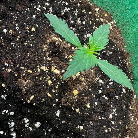 Wedding Cake Auto growlog timeline photo