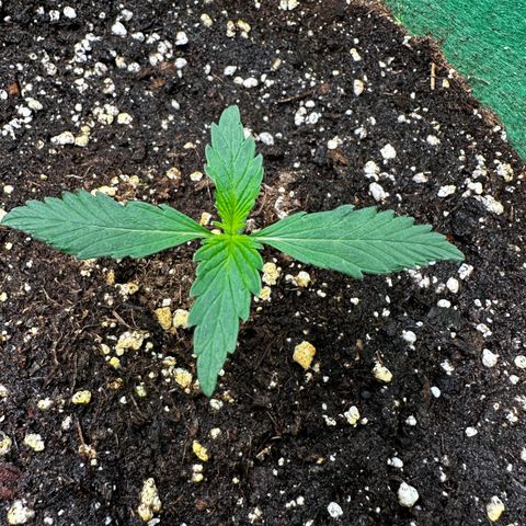 Wedding Cake Auto growlog timeline photo