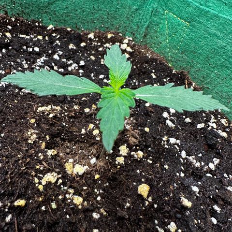 Wedding Cake Auto growlog timeline photo