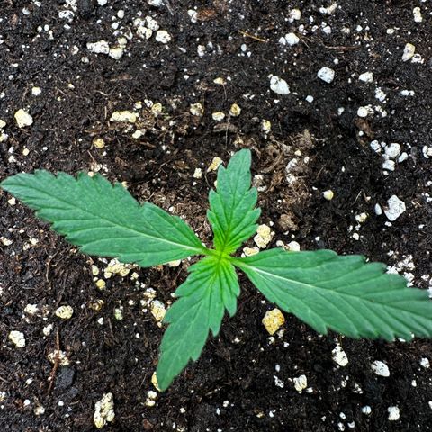 Wedding Cake Auto growlog timeline photo