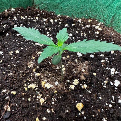 Wedding Cake Auto growlog timeline photo