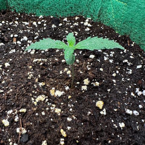 Wedding Cake Auto growlog timeline photo