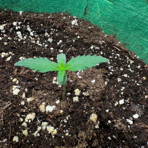 Wedding Cake Auto growlog timeline photo