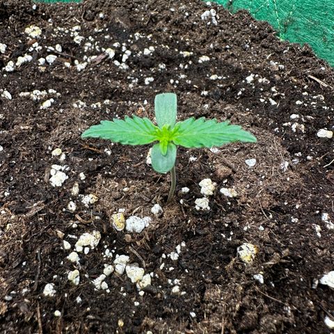 Wedding Cake Auto growlog timeline photo