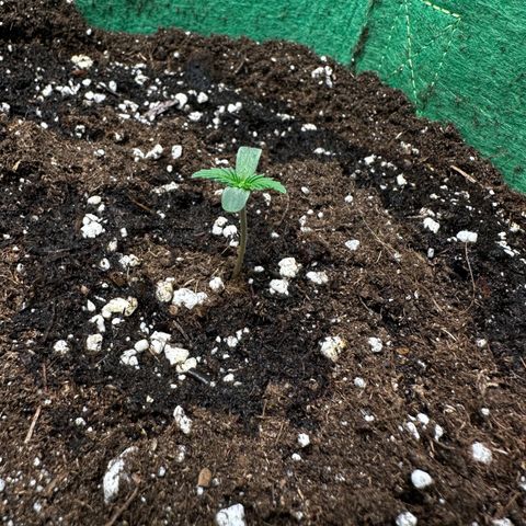 Wedding Cake Auto growlog timeline photo