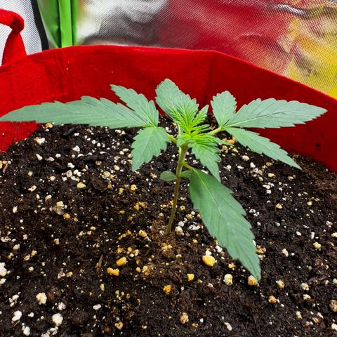DEVIL CREAM AUTO growlog timeline photo