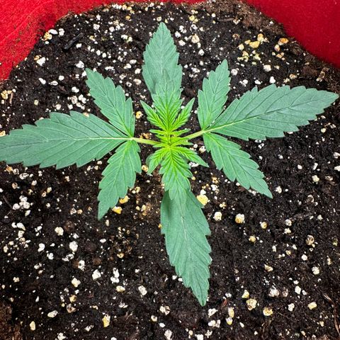 DEVIL CREAM AUTO growlog timeline photo