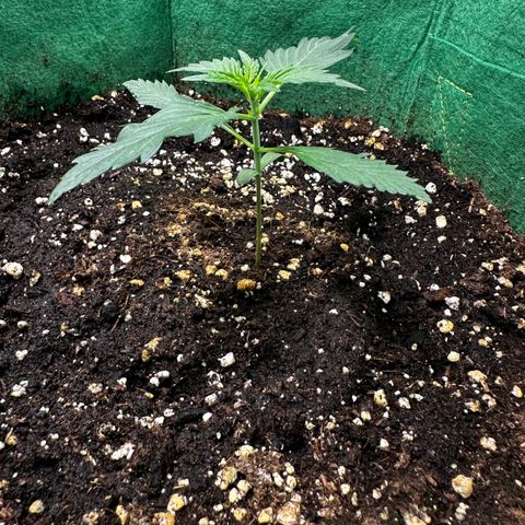 Wedding Cake Auto growlog timeline photo