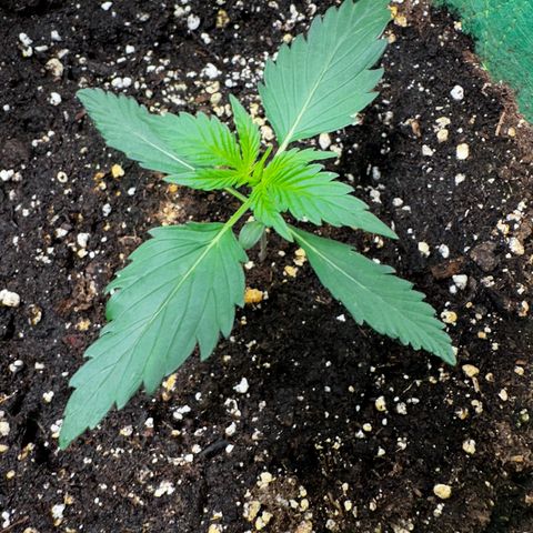 Wedding Cake Auto growlog timeline photo