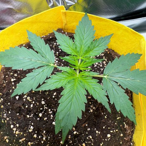 Lemon Haze Auto growlog timeline photo