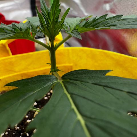 Lemon Haze Auto growlog timeline photo