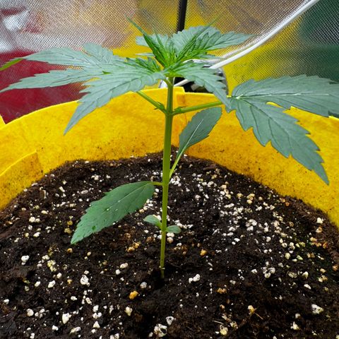 Lemon Haze Auto growlog timeline photo