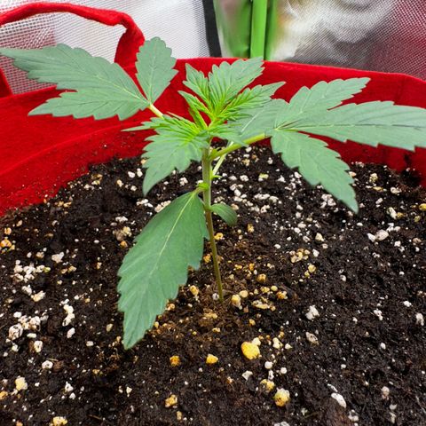 DEVIL CREAM AUTO growlog timeline photo