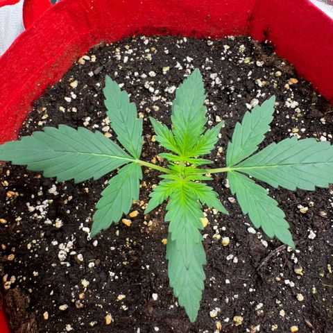 DEVIL CREAM AUTO growlog timeline photo