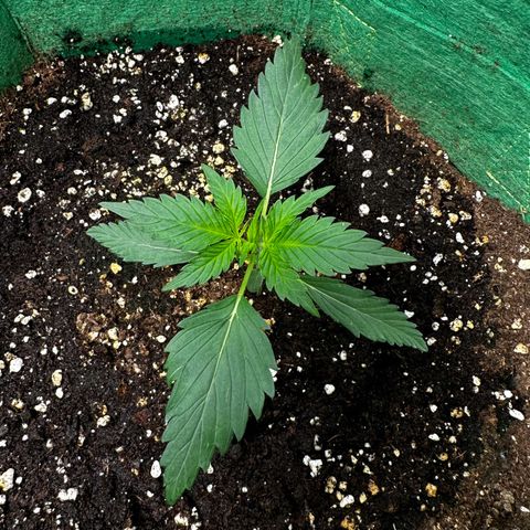 Wedding Cake Auto growlog timeline photo