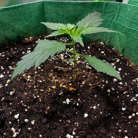 Wedding Cake Auto growlog timeline photo