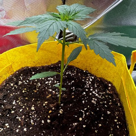 Lemon Haze Auto growlog timeline photo