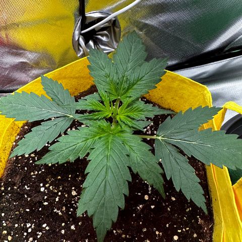Lemon Haze Auto growlog timeline photo
