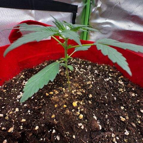 DEVIL CREAM AUTO growlog timeline photo