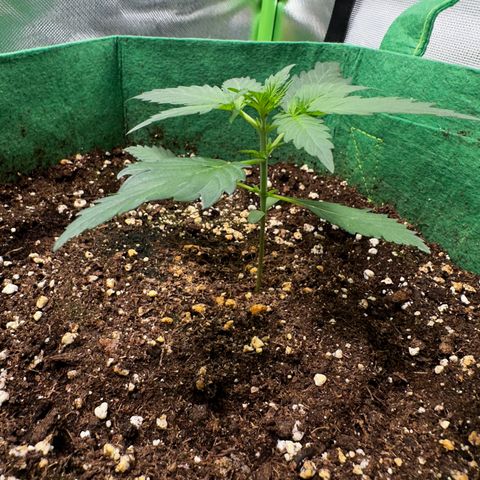 Wedding Cake Auto growlog timeline photo
