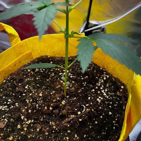 Lemon Haze Auto growlog timeline photo